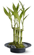 Good Luck Bamboo