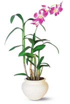 orchid